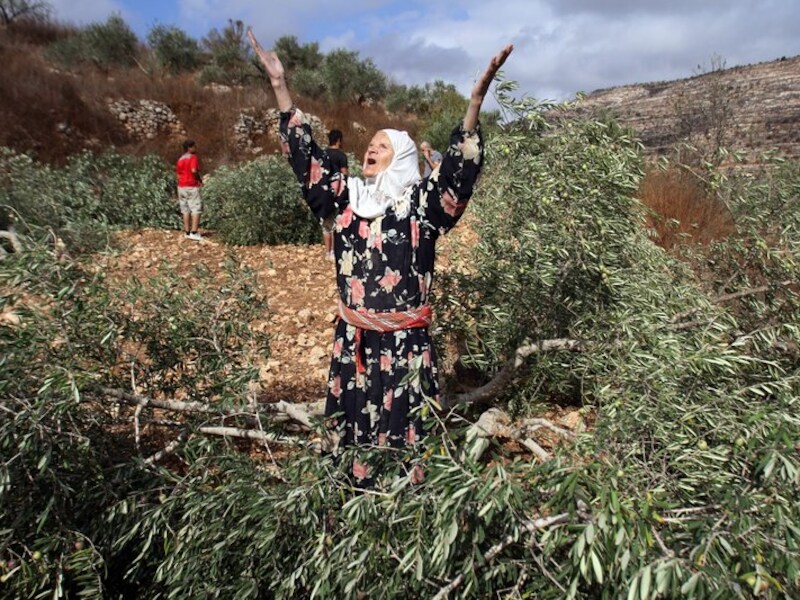 Deze 73-jarige Palestijnse is de wanhoop nabij nadat 40 van haar olijfbomen werden vernield door Israëlische kolonisten. Het incident gebeurde nabij de Israëlische nederzetting Elie in de buurt van Nabloes op de Westoever.