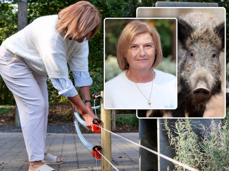 Hilda Geuns uit Beringen bij de stroomdraden die haar voortuin moeten beschermen tegen everzwijnen. Inzet: een everzwijn (illustratiebeeld).