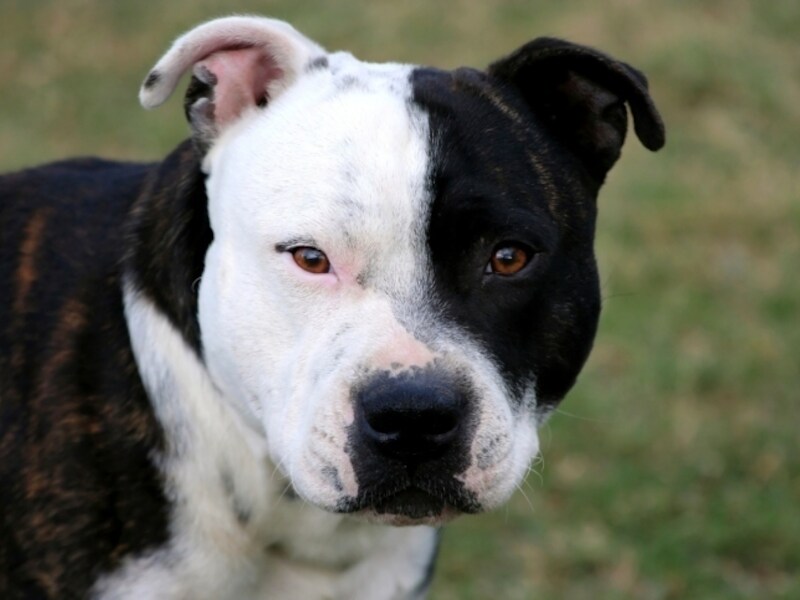 Een hond van het ras American Staffordshire viel het oudere koppel aan.