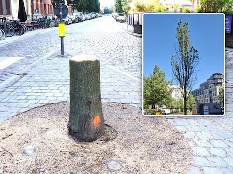 De foto in de kapvergunning (inzet) moet bewijzen dat deze boom geveld moest worden, en dus niks met de opbouw van het podium voor Amelie Lens te maken heeft.