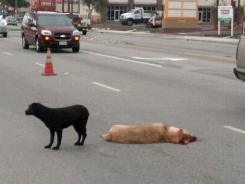 De trouwe hond wijkt niet van de zijde van haar vriend.