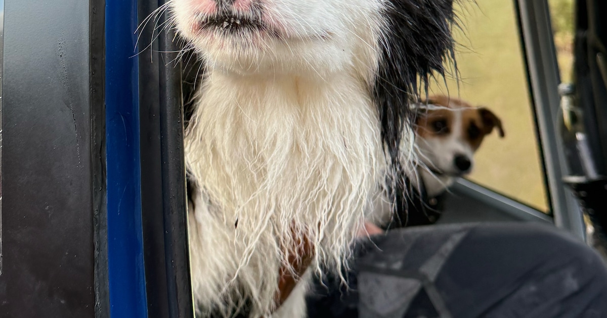 KIJK. Bordercollie Molly na week herenigd met baasje die 55 meter van klif viel in Nieuw-Zeelandse b