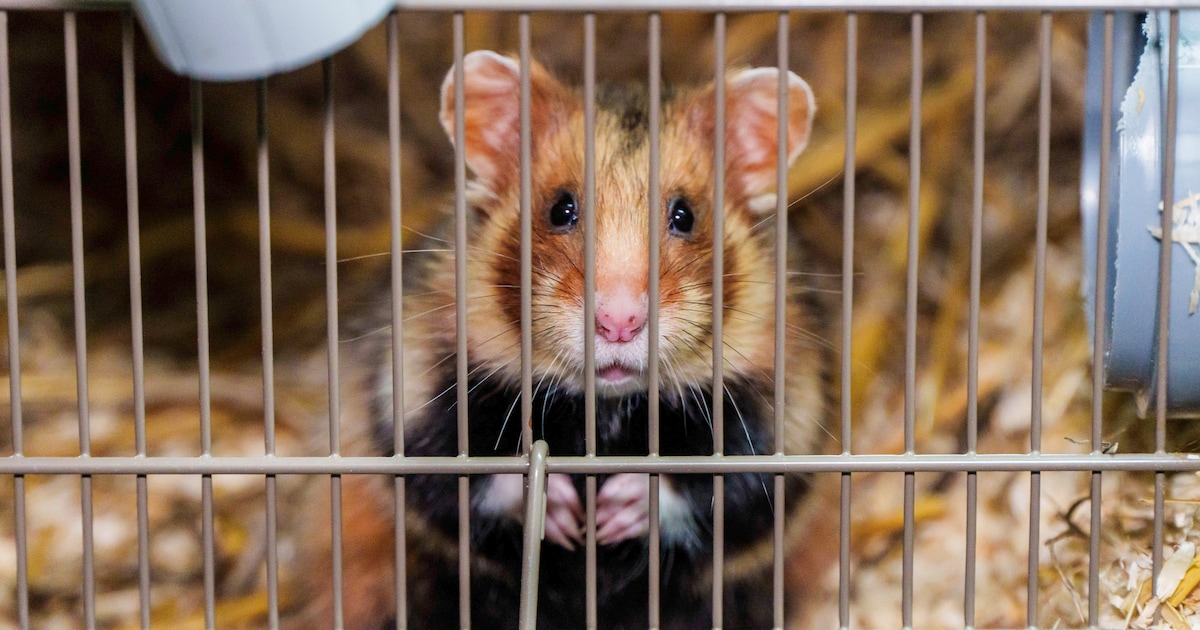 Japanse seriemoordenaar van hamsters opgepakt: man (36) verdacht van dood van 50 dieren