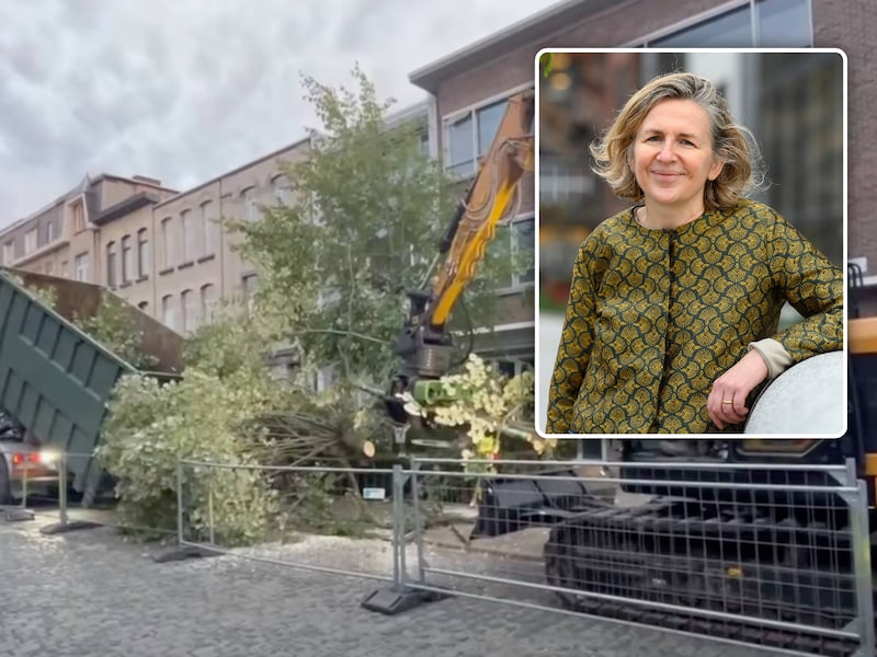 Ophef over kap van 12 bomen in Junostraat in Berchem: “Dit stadsbestuur kapt als een dief in de nacht”