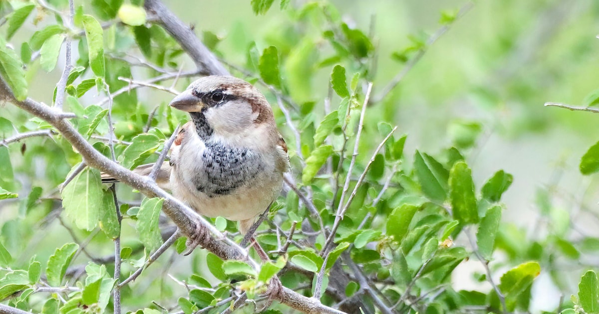 Limburg blijft kampioen vogeltellen, maar zorgen om huismus en merel nemen toe