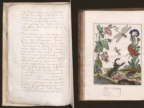 De oudste krant van Brugge, Natuurlijke historie der insecten