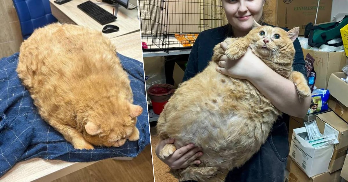 Slechte dag? Deze veel te dikke kat probeerde te vluchten uit “fat camp ...