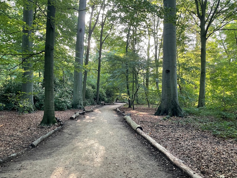 Gevaar voor vallende takken geweken: Sterbos in Rivierenhof weer open