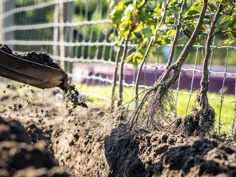 Voordelig aanplanten met de actie “Behaag je tuin”
