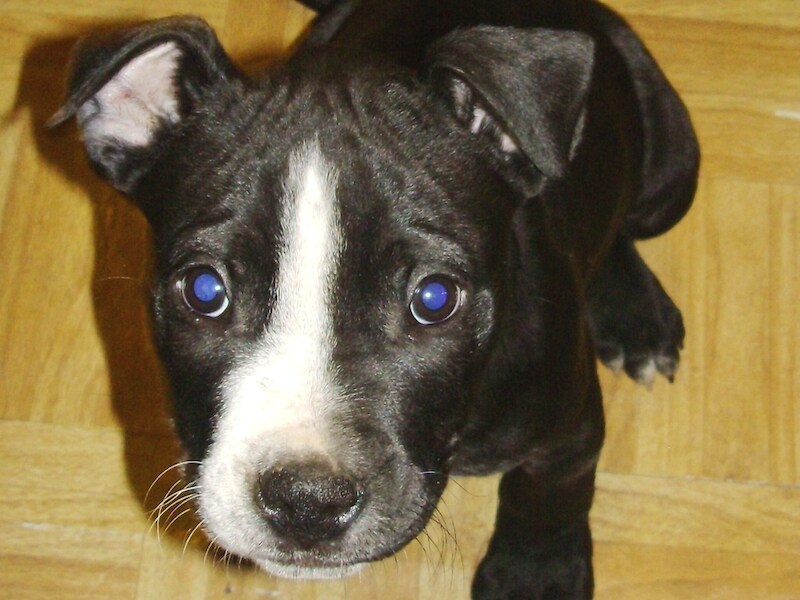 De hond, een Staffordshireterriër zoals op deze foto, bestreed de kater door veel te slapen en veel te eten.