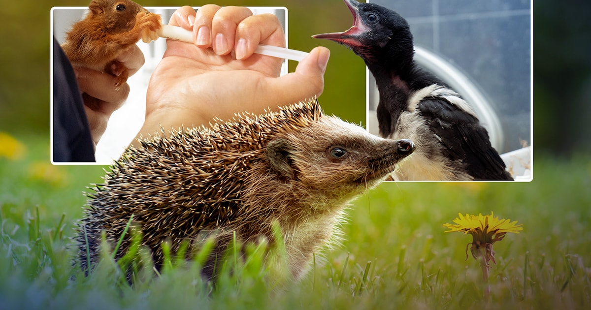 Met al 5.692 opgevangen dieren lijkt 2026 opnieuw recordjaar voor Natuurhulpcentrum Oudsbergen: “Ege