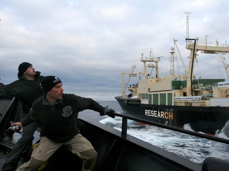 Al jarenlang voert de mariene milieuorganisatie Sea Shepherd actie tegen de Japanse walvisjacht. Hier gooien ze flessen zuur naar het fabrieksschip Nisshin Maru.