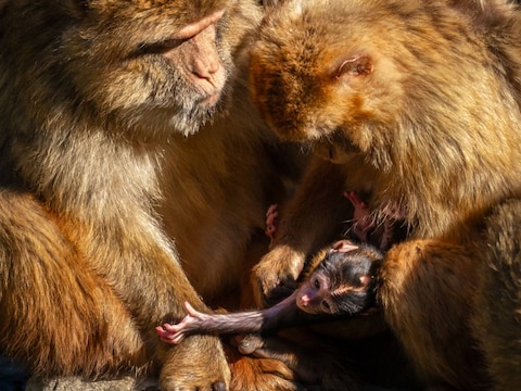 Berberapen Taziri en Jella, de mama van het pasgeboren kleintje.
