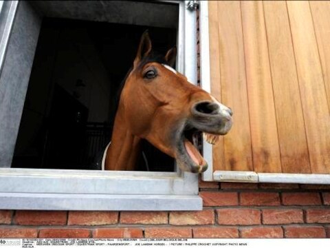 Een van de mannen werd betrapt op seks met een paard.