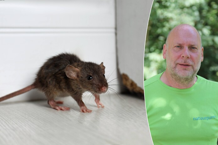 landschapsdeskundige-dirk-criel-legt-uit-hoe-je-ratten-en-muizen-uit-je-woning-of-tuin-weghoudt