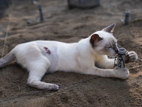 Een beeld ter illustratie. Niet de kat in kwestie. 