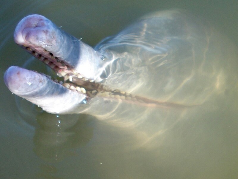Wetenschappers hebben in de rivier de Araguaia in het centrum van Brazilië een nieuwe rivierdolfijn ontdekt.