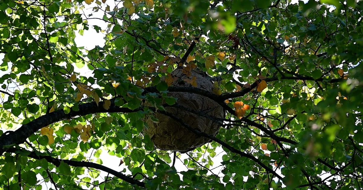 Nest Aziatische hoornaars spat uit elkaar op terras van golfclub in Ranst: “Ze vielen ons meteen aan