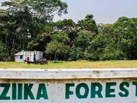 Het Zika-bos in Oeganda, waar het virus in 1947 is ontdekt.