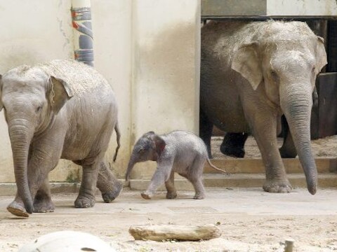 In de zoo van Antwerpen werd onlangs het olifantje Kai-Mook geboren.