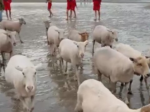 Deze kudde schapen maakte een strandwandeling in De Panne. 