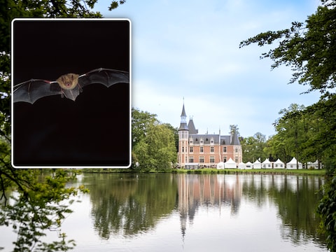 Gratis vleermuissafari in provinciedomein d’Aertrycke