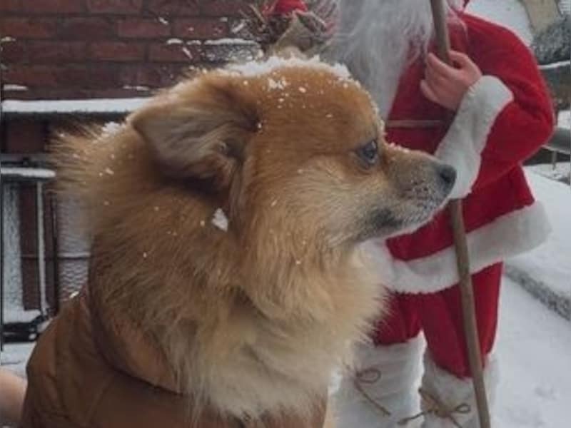 Hondje Jackie geniet van de sneeuw in Kortenberg