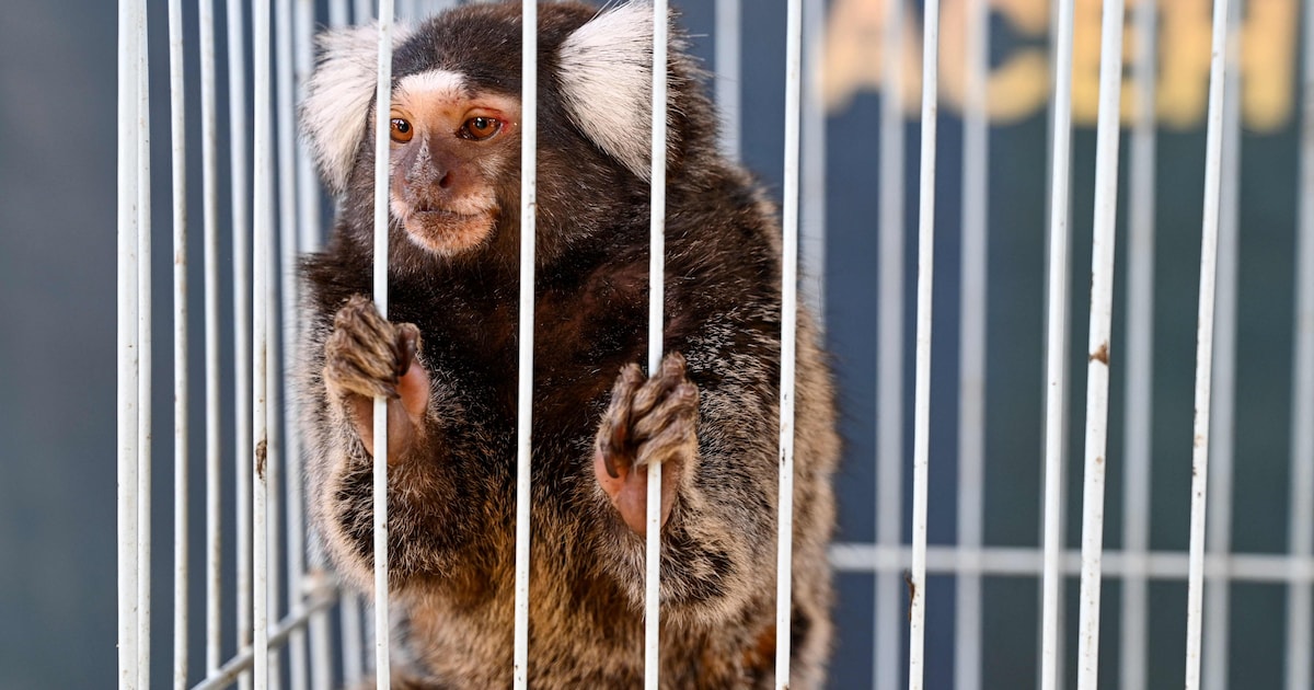 11 apen teruggevonden die waren gestolen uit Frans dierenpark