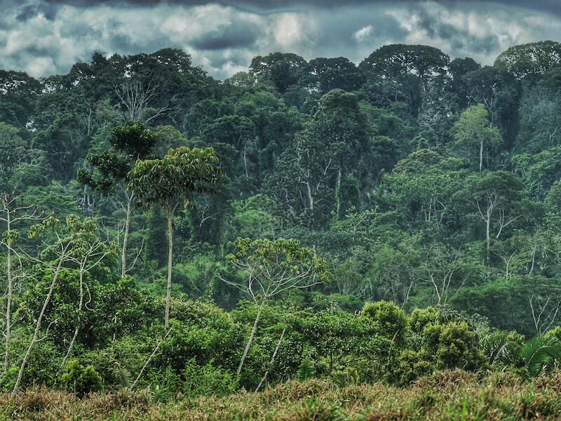 Het Amazonewoud. Tropische bossen vertragen klimaatverandering door koolstof uit de atmosfeer te verwijderen en op te slaan in bomen, een proces dat koolstofsequestratie heet. 
