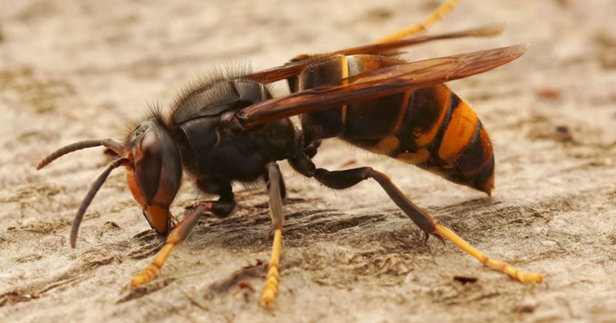 Gemeente organiseert infoavond over bestrijding Aziatische hoornaar
