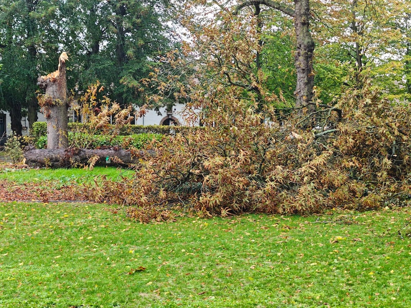 De Witte Paardenkastanje overleefde storm Austen niet