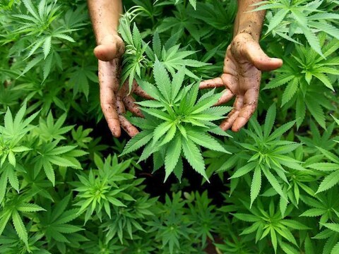 Van de 30 proefpersonen opteerden 22 ervoor hun traditionele medicatie te vervangen door medicinale cannabis.