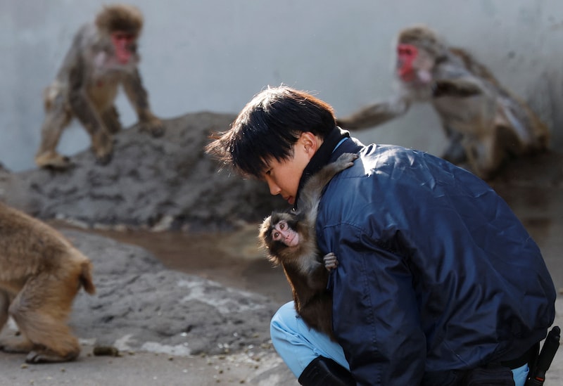 Baby-aapje Punch met een verzorger van de Japanse zoo