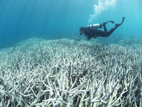 Verbleekte koralen in het Great Barrier Reef.