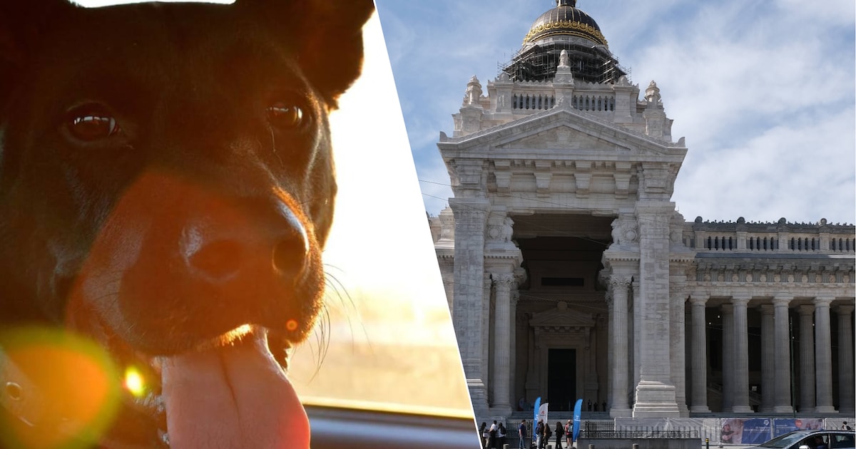 Van een chihuahua vol wormen tot een achtergelaten kat: diereneigenaars riskeren stevige boetes voor