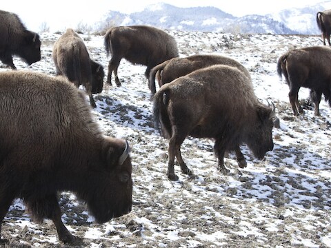 Bisons bij het Yellowstone National Park.
