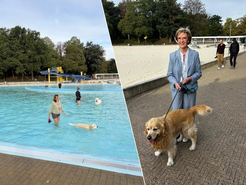 Gedeputeerde Ann Schevenels blikt tevreden terug op het eerste Hondenfestival in Provinciedomein Halve Maan in Diest, waar zaterdag zeker 150 honden het water in gingen.