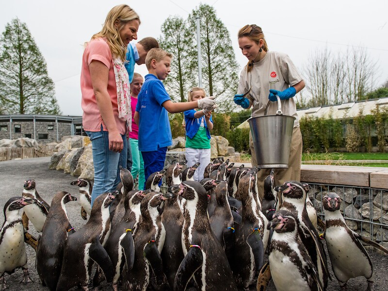 De Pinguïnpromenda in Planckendael sluit tijdelijk de deuren.