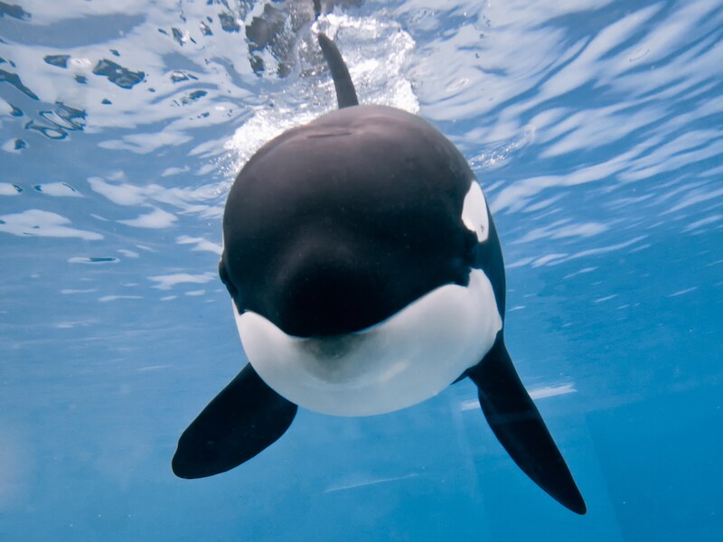 Een orka in SeaWorld San Diego.