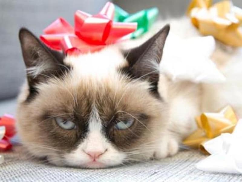 Grumpy Cat