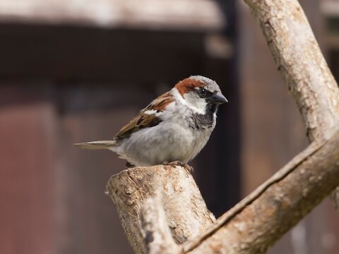 Het gaat niet goed met de mussen, leert het jongste 'Vogelweekend'.