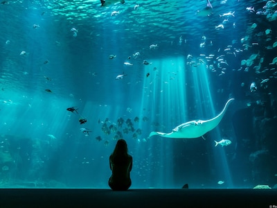 Nausicaá - Het grootste Aquarium in Europa