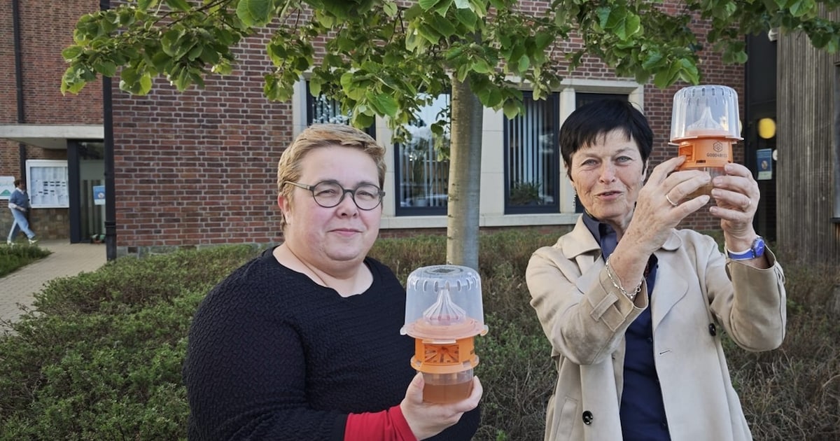 Tielt-Winge opent jacht op de Aziatische hoornaar: “Elke gevangen koningin is een nest minder”