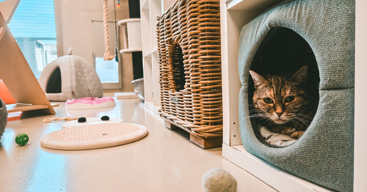 Instroom blijft hoger dan uitstroom: waarom Vlaamse dierenasielen ondanks dalende cijfers niet leeg 