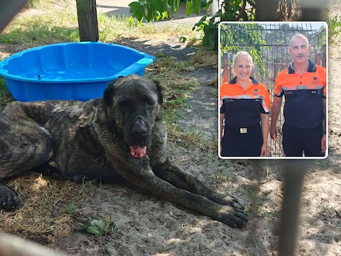 Dierenasiel Veeweyde in Ravels., Inzet: Hoofdinspecteurs Kelly Seyen en Ives Lauwers - Politiezone Regio Turnhout.