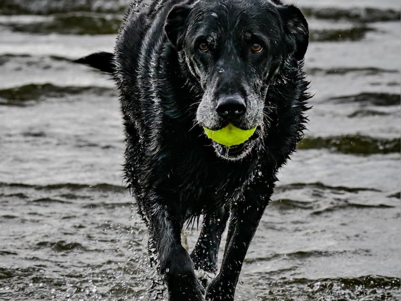 Politiehond Billy is overleden.