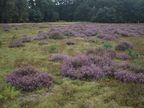 De Hegte Heyde 
