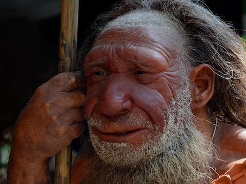 Reconstructie van een neanderthaler in een Duits museum.