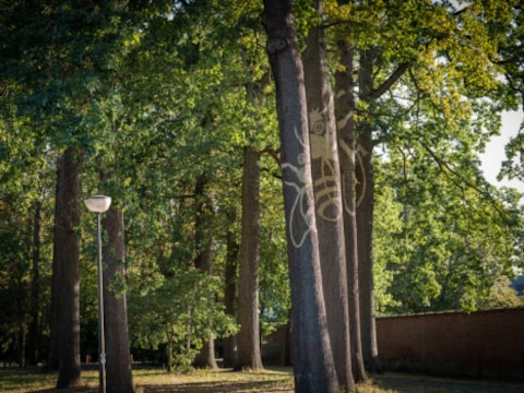 Eén van de bomen die geveld worden, maakt deel uit van een kunstwerk