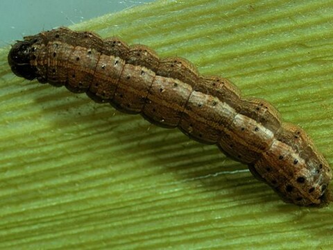 De rupssoort 'Spodoptera frugiperda'.